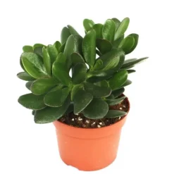 New Crassula portulacea - pengarträd - stor krukväxt i 12 cm Krukväxter Inomhus