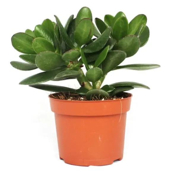 New Crassula portulacea - pengarträd - stor krukväxt i 12 cm Krukväxter Inomhus