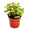 Sale Crassula portulacea minor - Penny Tree - i kruka på 5,5 cm Krukväxter Inomhus