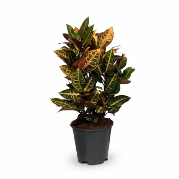 Crotonväxt Ø17 cm, Höjd ca 55 cm - Färgglad Inomhusväxt