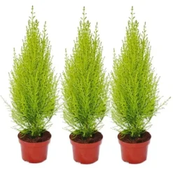 Cupressus "Wilma", set om 3