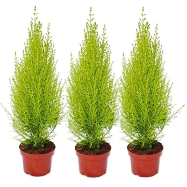 Cupressus "Wilma", set om 3