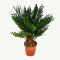 New Cycas revoluta - - Japansk palmormbunke med knöl - 12cm kruka Krukväxter Inomhus