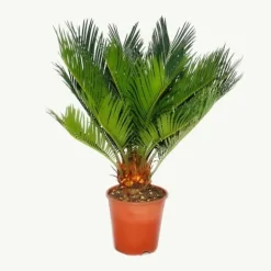 New Cycas revoluta - - Japansk palmormbunke med knöl - 12cm kruka Krukväxter Inomhus