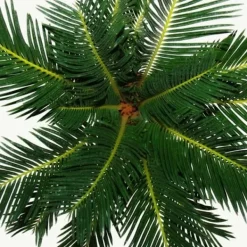 New Cycas revoluta - - Japansk palmormbunke med knöl - 12cm kruka Krukväxter Inomhus