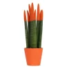 Online Cylindrisk svärmorstunga - Sansevieria cylindrica - Höjd 20-40cm - ⌀9cm Krukväxter Inomhus