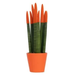 Online Cylindrisk svärmorstunga - Sansevieria cylindrica - Höjd 20-40cm - ⌀9cm Krukväxter Inomhus