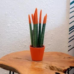 Online Cylindrisk svärmorstunga - Sansevieria cylindrica - Höjd 20-40cm - ⌀9cm Krukväxter Inomhus