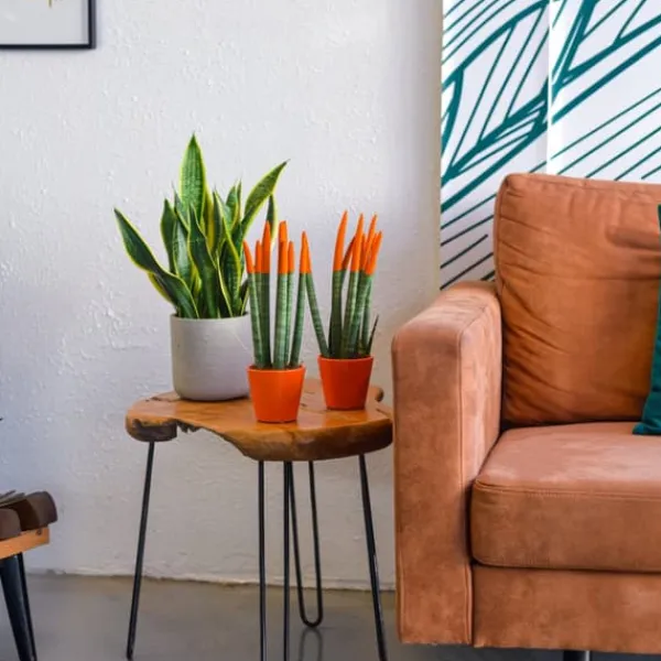Online Cylindrisk svärmorstunga - Sansevieria cylindrica - Höjd 20-40cm - ⌀9cm Krukväxter Inomhus