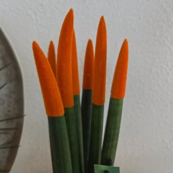 Online Cylindrisk svärmorstunga - Sansevieria cylindrica - Höjd 20-40cm - ⌀9cm Krukväxter Inomhus