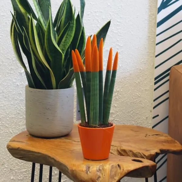 Online Cylindrisk svärmorstunga - Sansevieria cylindrica - Höjd 20-40cm - ⌀9cm Krukväxter Inomhus