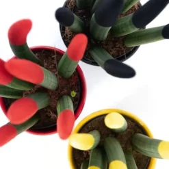Cylindrisk svärmorstunga - Set om 3 - Sansevieria cylin. - Höjd 20-40cm - ⌀9cm