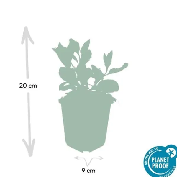 Dekorativ buske - Vild asters - Aster ageratioides 'Asran' - 9 cm kruka - Set med 12 växter Trädgårdsväxter