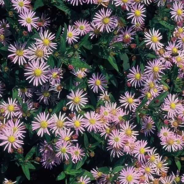 Dekorativ buske - Vild asters - Aster ageratioides 'Asran' - 9 cm kruka - Set med 12 växter Trädgårdsväxter