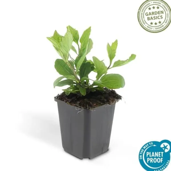 Outlet Dekorativ buske - Vildaster - Aster ageratioides 'Asran' - 9 cm kruka - Set med 40 plantor Buskar