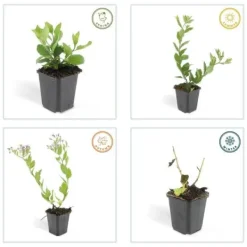 Outlet Dekorativ buske - Vildaster - Aster ageratioides 'Asran' - 9 cm kruka - Set med 40 plantor Buskar