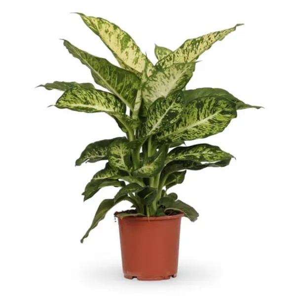 Clearance Dieffenbachia Krukväxt Ø17 cm, Höjd ca 50 cm Krukväxter Inomhus