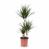 Dracaena Marginata 115 cm - Krukväxt Ø21 cm