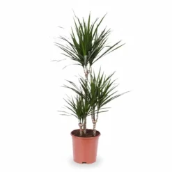 Dracaena Marginata 115 cm - Krukväxt Ø21 cm
