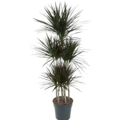Dracaena marginata "Magenta" - Karussell - höjd ungefär 150cm