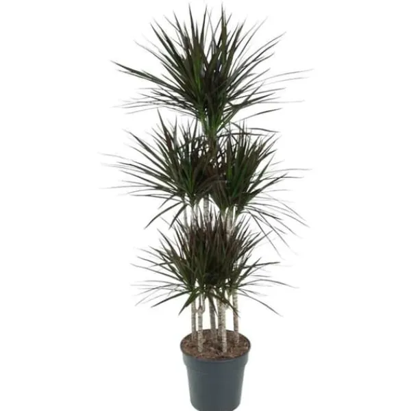 Dracaena marginata "Magenta" - Karussell - höjd ungefär 150cm