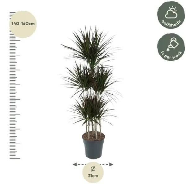 Dracaena marginata "Magenta" - Karussell - höjd ungefär 150cm