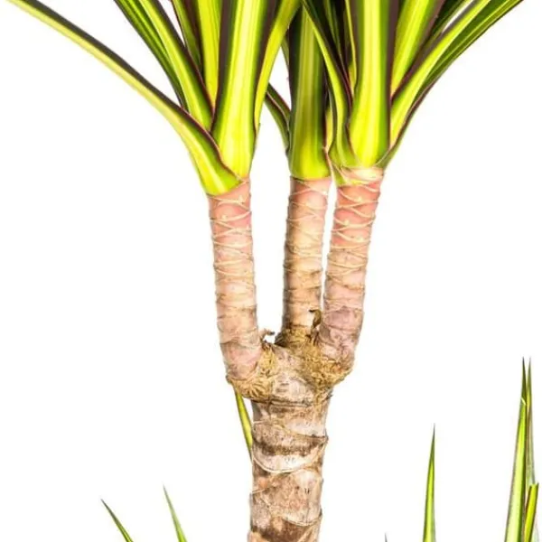 Dracaena marginata "Sunray" - Solstråle - höjd 80-100cm Krukväxter Inomhus