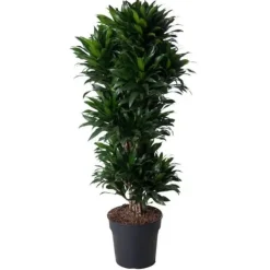 Dracena - Dracaena compacta - Karusell - höjd cirka 140 cm - 5 stammar