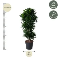 Dracena - Dracaena compacta - Karusell - höjd cirka 140 cm - 5 stammar