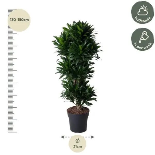 Dracena - Dracaena compacta - Karusell - höjd cirka 140 cm - 5 stammar