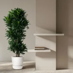 Dracena - Dracaena compacta - Karusell - höjd cirka 140 cm - 5 stammar