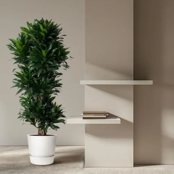 Dracena - Dracaena compacta - Karusell - höjd cirka 140 cm - 5 stammar