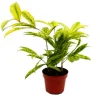 Discount Drakträd - Dracaena surculosa Mike - 12cm - grön med gula fläckar Krukväxter Inomhus
