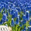 Druvhyacint - Set om 100 - Muscari armeniacum - Blomlökar - Blå