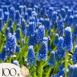 Druvhyacint - Set om 100 - Muscari armeniacum - Blomlökar - Blå