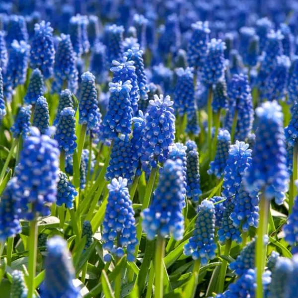 Druvhyacint - Set om 100 - Muscari armeniacum - Blomlökar - Blå