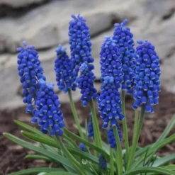 Druvhyacint - Set om 100 - Muscari armeniacum - Blomlökar - Blå