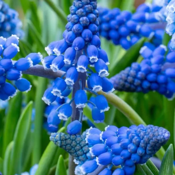Druvhyacint - Set om 100 - Muscari armeniacum - Blomlökar - Blå