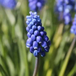 Druvhyacint - Set om 100 - Muscari armeniacum - Blomlökar - Blå