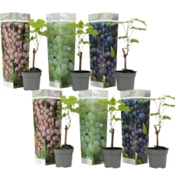 Druvväxt - Set om 6 - Vitis vinifera - Höjd 25-40cm - ⌀9cm Trädgårdsväxter