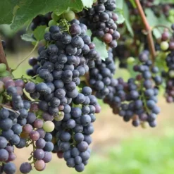 Druvväxt - Set om 6 - Vitis vinifera - Höjd 25-40cm - ⌀9cm Trädgårdsväxter