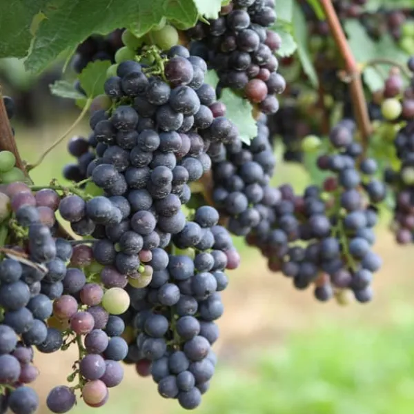 Druvväxt - Set om 6 - Vitis vinifera - Höjd 25-40cm - ⌀9cm Trädgårdsväxter