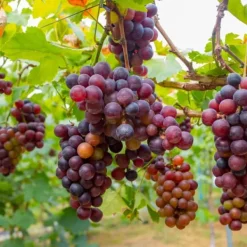 Druvväxt - Set om 6 - Vitis vinifera - Höjd 25-40cm - ⌀9cm Trädgårdsväxter