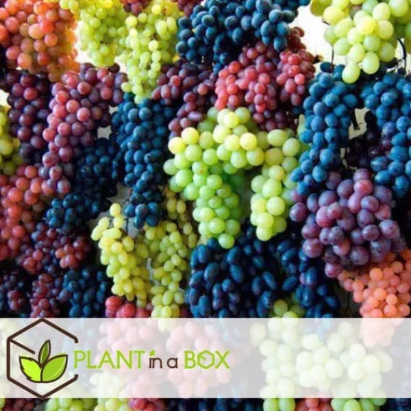 Druvväxt - Set om 6 - Vitis vinifera - Höjd 25-40cm - ⌀9cm Trädgårdsväxter