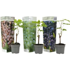 Discount Druvväxt - Set om 3 - Vitis vinifera - Höjd 25-40cm - ⌀9cm Trädgårdsväxter