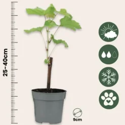 Discount Druvväxt - Set om 3 - Vitis vinifera - Höjd 25-40cm - ⌀9cm Trädgårdsväxter