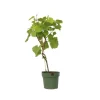 Outlet Druvväxt - Vitis vinifera ‘Vanessa’ - Höjd 60-75cm - ⌀21cm Trädgårdsväxter