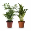 Discount Duo Krukväxter 2-pack Ø12 cm ±40 cm Krukväxter Inomhus