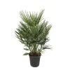 Sale Dvärgpalm Chamaerops Humilis 21 cm kruka 100 cm hög Trädgårdsväxter