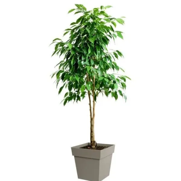 Eda Tuscan Square Flower Pot - 39 x 39 x H 39 cm - 38 l - Taupe